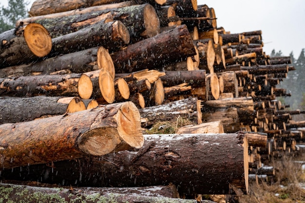 Pile de troncs d'épicéa en rondins Arbres sciés de la forêt Exploitation forestière Industrie du bois Couper des arbres le long d'une route préparée pour l'enlèvement