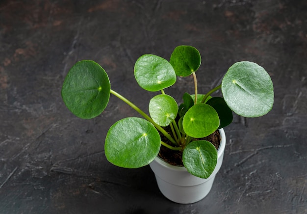 Pilea Chinese money plant ou pancake young housplant dans un pot gris sur fond gris