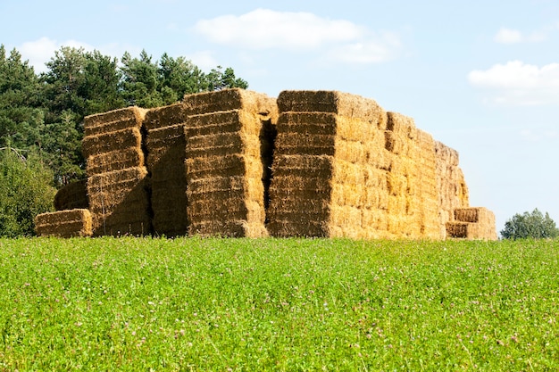 Des piles carrées de paille empilées ensemble dans un tas, paysage d'été