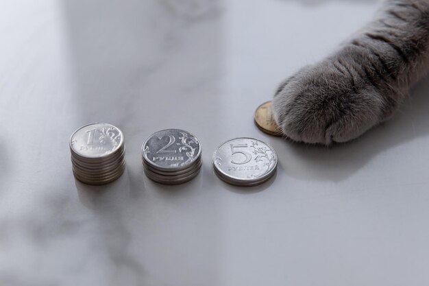 Piles de différentes pièces de rouble en métal que le chat ramasse