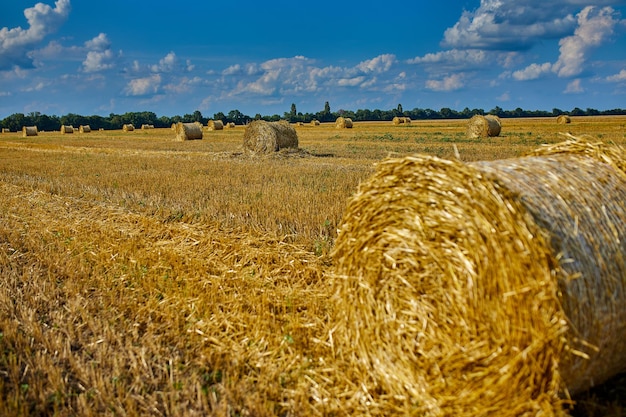 Piles de foin balles avec champ de blé après la récolte avec des rouleaux de foin Agriculture récolte des céréales blé jaune et ciel bleu UkrainexA