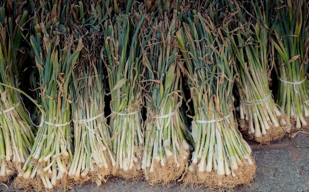 Piles d'oignons verts