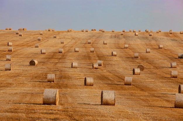Piles de paille se trouvant dans le champ après la récolte des céréales