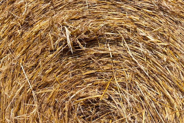 Piles de paille tordues après la récolte