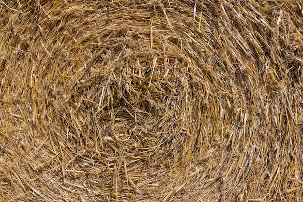 Piles de paille tordues après la récolte