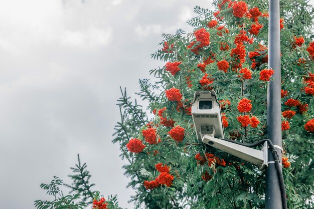 Pilier avec une caméra de surveillance dans le contexte d'un buisson de rowan