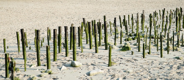 Piliers en bois recouverts d'algues à la jonction de la plage de sable de la mer du Nord et de la Manche