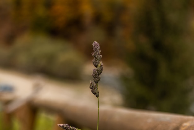 Épillet de champ plante naturelle d'automne contre l'arrière-plan flou