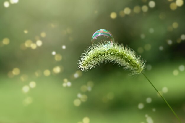 Épillet vert et bulle de savon dans un flou