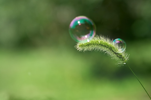 Épillet vert avec des bulles de savon