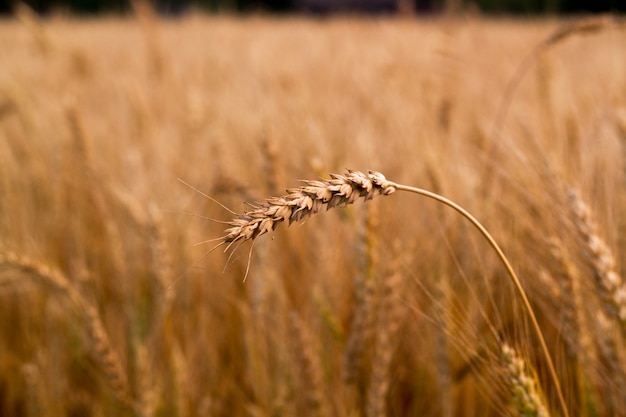 Épillets de blé au soleil.