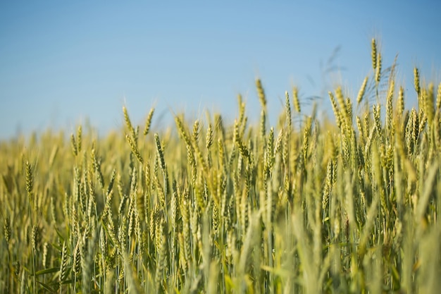 Épillets de blé dorés sur terrain