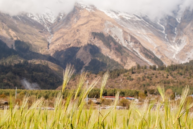 Épillets de blé sur un fond naturel flou avec des montagnes dans l'Himalaya, au Népal