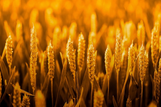Épillets de blé mûr au coucher du soleil Mise au point sélective