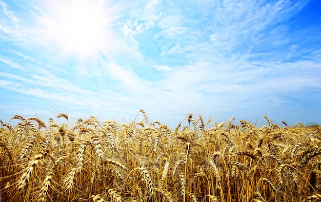 Épillets de blé mûrs contre le ciel bleu