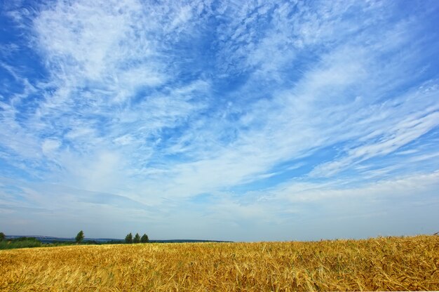 Épillets de blé mûrs contre le ciel bleu