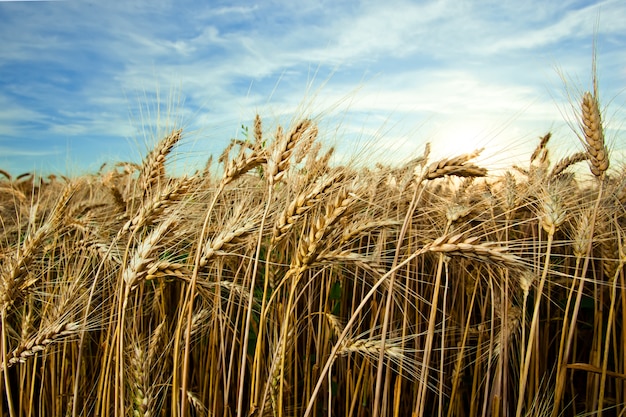 Épillets de blé mûrs contre le ciel bleu