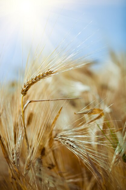 Épillets de blé mûrs contre le ciel bleu