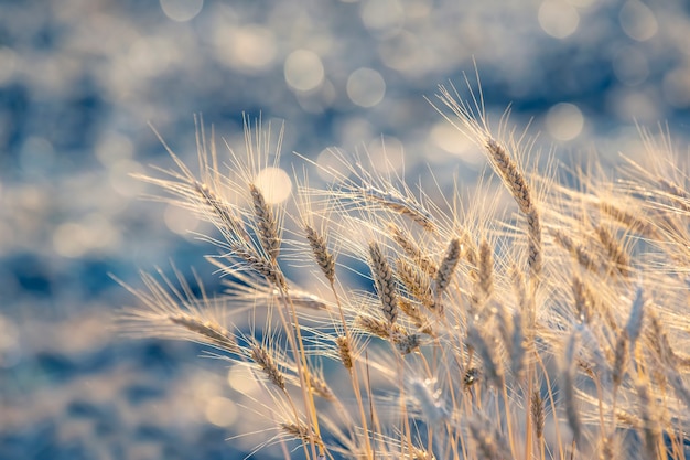 Épillets de blé sur le terrain en gros plan dans les rayons du soleil. agriculture et agro-industrie