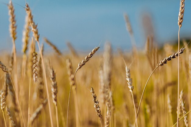 Épillets dorés de millet en gros plan sur le terrain. Arrière-plan flou de ciel bleu. Culture agricole.