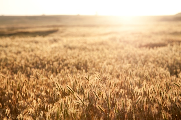 Épillets d&#39;herbe et de blé au coucher du soleil. Temps de saison d&#39;automne