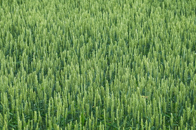 Épillets de maïs pain cru dans le domaine