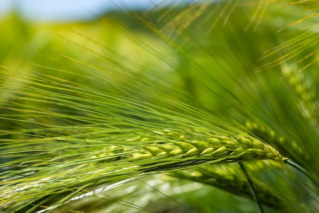 Épillets d'orge brassée dans un champ.