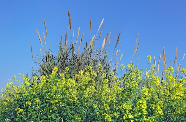 Épillets avec plante en gros plan contre le ciel