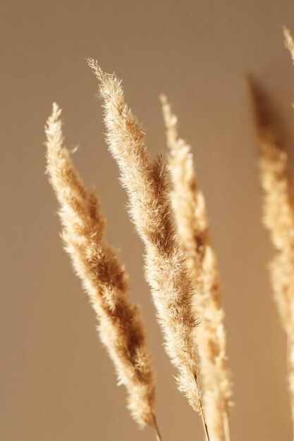 Épillets secs herbe des pampas roseau dans un vase Ombres sur le mur Silhouette à la lumière du soleil