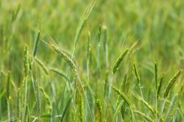 Épillets de seigle vert frais