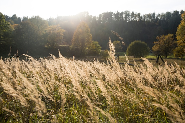 Épillets sur le terrain au coucher du soleil