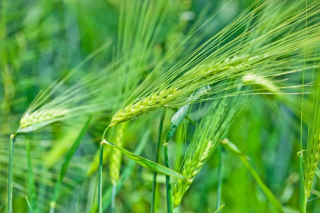 Épillets verts non mûrs de seigle dans le champ dans la nature