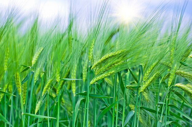 Épillets verts non mûrs de seigle dans le champ dans la nature