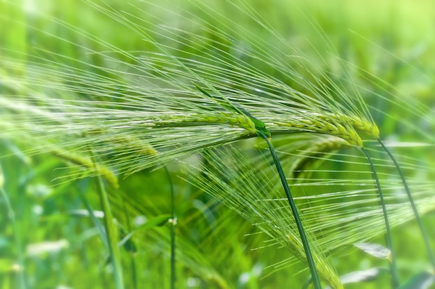 Épillets verts non mûrs de seigle dans le champ dans la nature