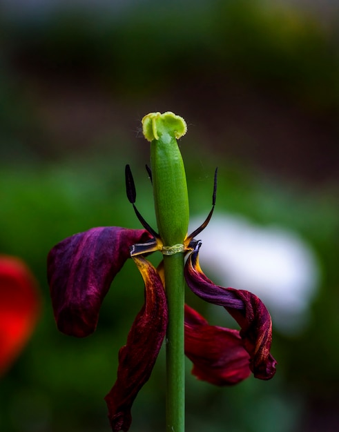 Pilon vert sur une tulipe rouge fanée