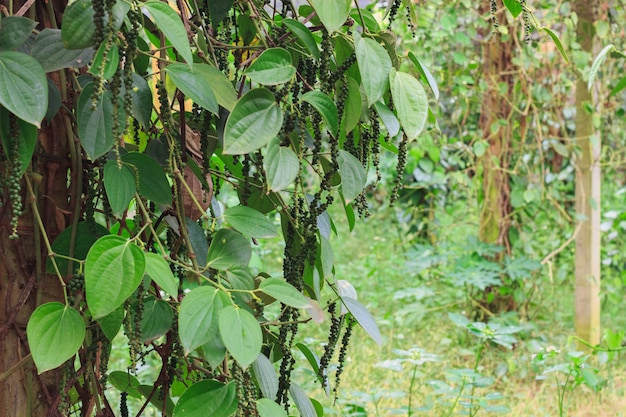 Piment de Ceylon vert frais (Piper nigrum Linn) sur un arbre dans la nature