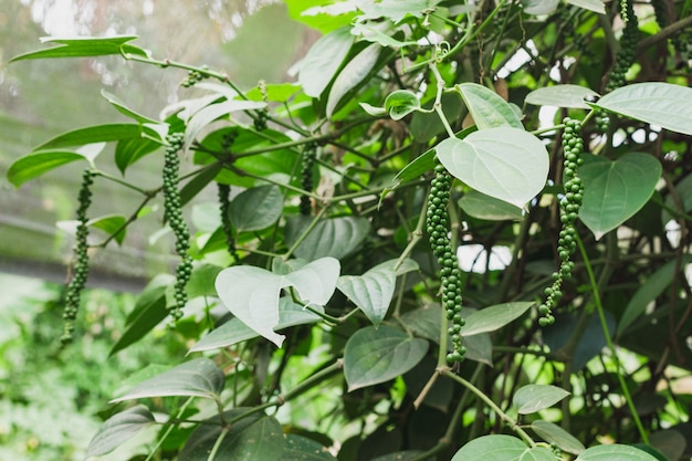 Piment de Ceylon vert frais (Piper nigrum Linn) sur un arbre dans la nature