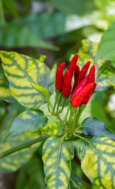 Piment cru dans le jardin