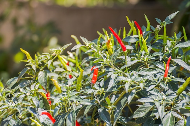 Piment fort frais sur l&#39;arbre