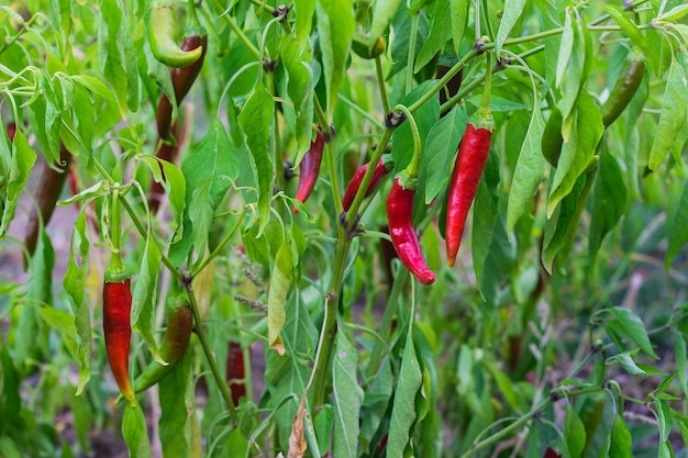 Le piment fort pousse sur une branche dans le jardin