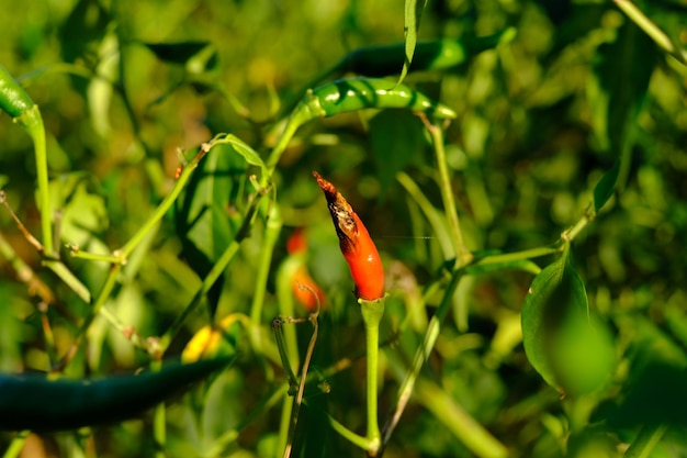 Le piment frais est un champignon