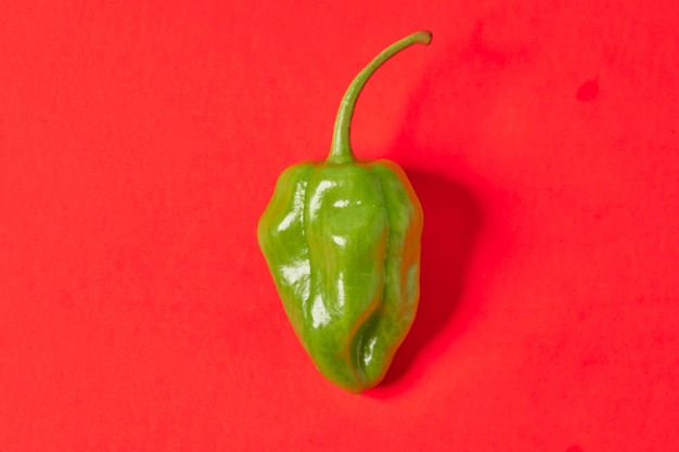 Piment habanero vert sur fond rouge