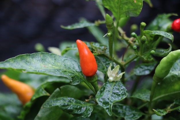 Piment rouge et chaud de légumes frais organique et épicé sur fond d&#39;arbre