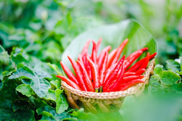 Photo piment rouge dans un panier avec feuille de bananier