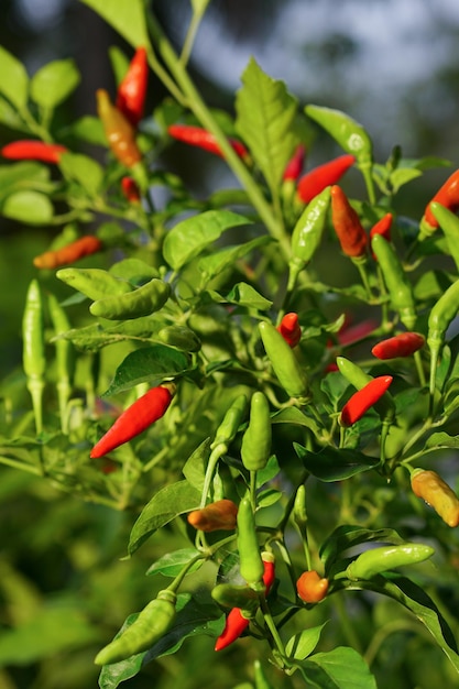 piment rouge frais sur l'arbre dans le jardin