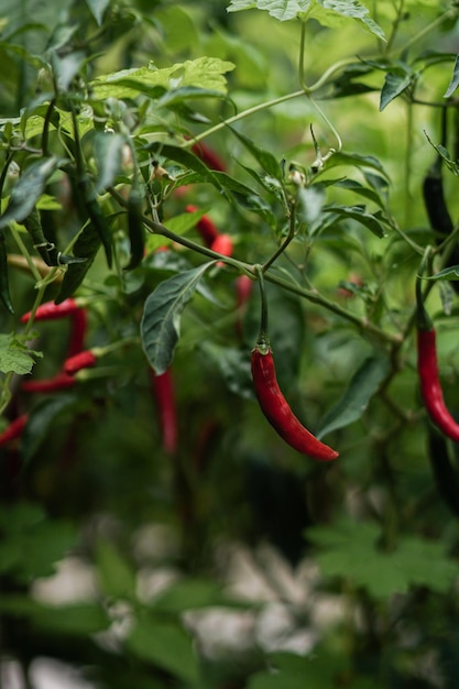 piment rouge frais sur l'arbre dans le jardin