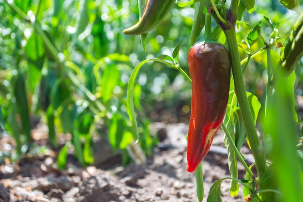 Le piment rouge mûrit sur la plante