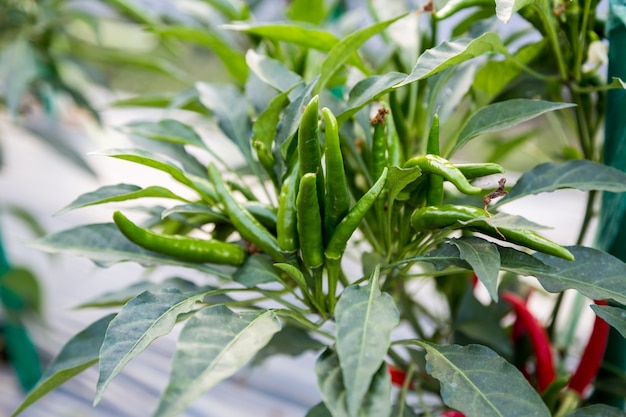 piment vert sur une plante dans le champ