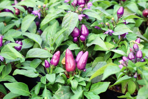 Piments dans le jardin