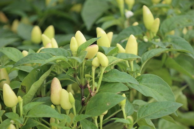 Piments dans le jardin